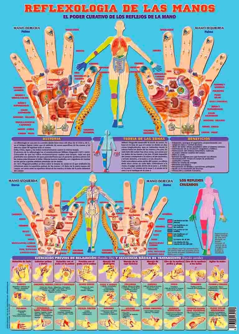 Póster Reflexología de las Manos – Fisiomarket