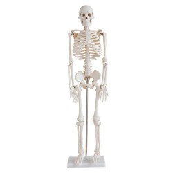 Mini Esqueleto Tamaño 85 cm