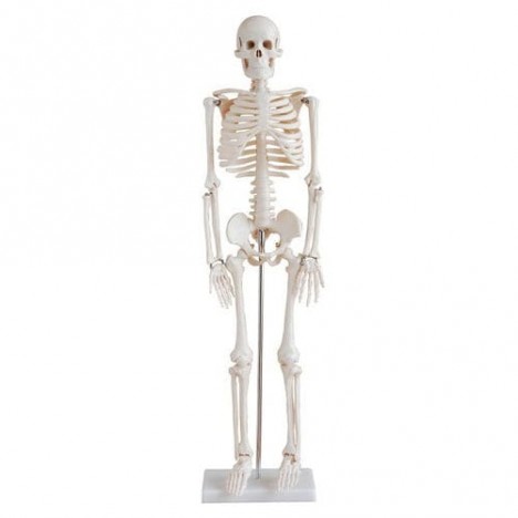 Mini Esqueleto Tamaño 85 cm