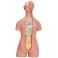 Modelo anatómico de torso (40 partes, 85 cm)