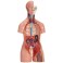 Modelo anatómico de torso (40 partes, 85 cm)