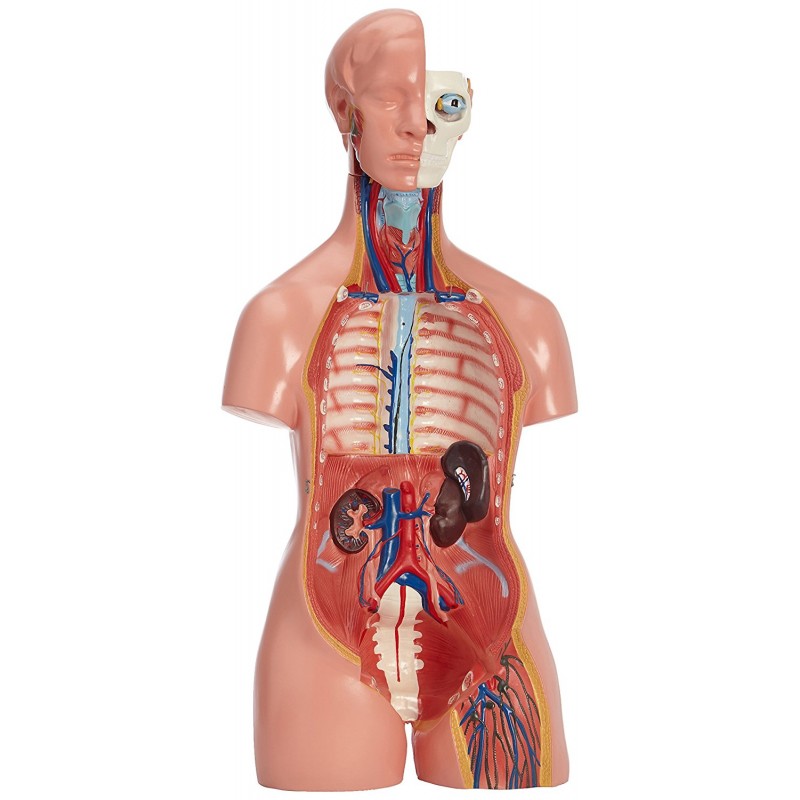 Modelo de torso, modelo de cuerpo humano Modelo de cuerpo humano desmontable  Modelo de torso humano Artesanía excepcional