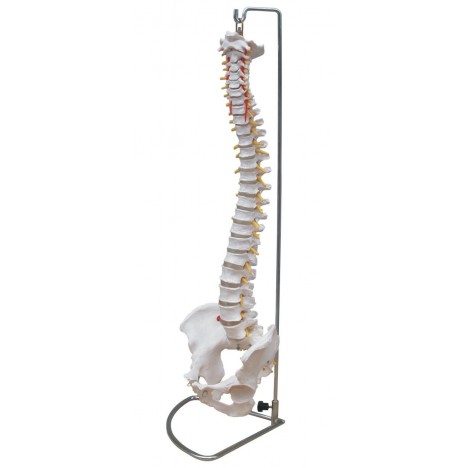 Columna Vertebral Tamaño Natural con Pelvis soporte de regalo