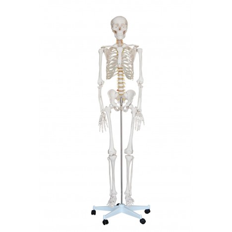Esqueleto Tamaño Natural 1.80cm