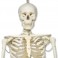Squelette grandeur nature 1.80cm