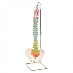 Columna didáctica flexible - 3B Smart Anatomy