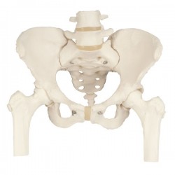 Esqueleto de la Pelvis Femenino con Cabezas de Femur Moviles