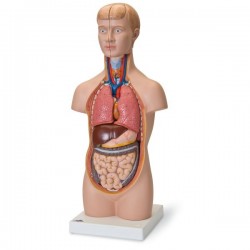 Mini-Torso, 12 partes - 3B Smart Anatomy