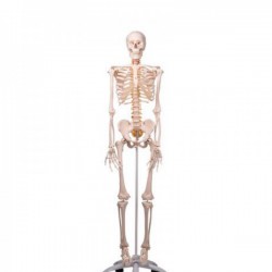 Squelette de luxe Fred sur support à 5 pieds avec roulettes