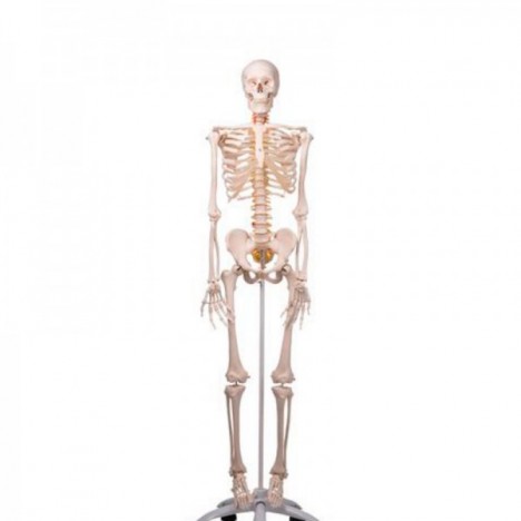 Squelette de luxe Fred sur support à 5 pieds avec roulettes
