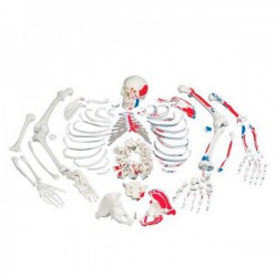 Esqueleto con descripción de musculos, desarticulado - 3B Smart Anatomy