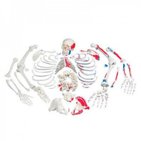 Esqueleto con descripción de musculos, desarticulado