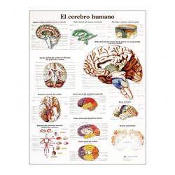 Diapositive d'anatomie : le cerveau humain