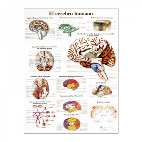 Lámina de anatomía: Cerebro humano