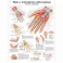 Illustration anatomique : main et articulation radiocarpienne