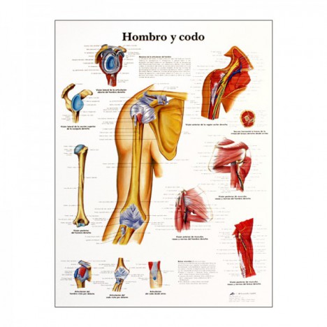 Diapositive sur l'anatomie : épaule et coude