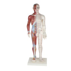 Cuerpo humano masculino 60 cm 
