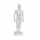Modelo de cuerpo humano 50 cm