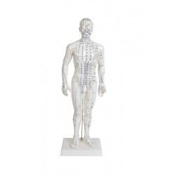 Modèle du corps humain 50 cm (DERNIÈRES UNITÉS)