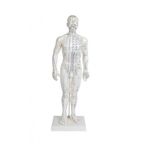Modèle de corps humain 50 cm