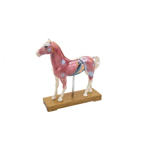 Modelo de caballo