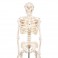 Miniesqueleto “Shorty“, sobre zócalo - 3B Smart Anatomy