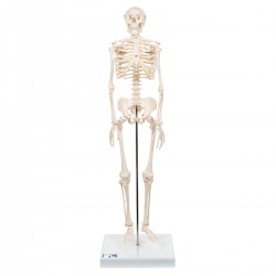 Mini-squelette "Shorty", sur socle - 3B Smart Anatomy