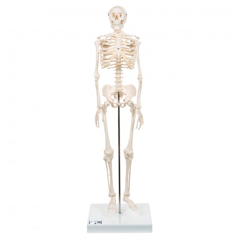 Miniesqueleto “Shorty“, sobre zócalo - 3B Smart Anatomy