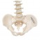 Colonne vertébrale miniature, élastique - 3B Smart Anatomy