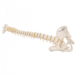 Columna vertebral miniatura, elástica - 3B Smart Anatomy