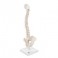 Columna vertebral miniatura, elástica, sobre soporte - 3B Smart Anatomy