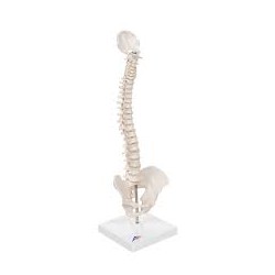 Colonne vertébrale miniature, élastique, sur support - 3B Smart Anatomy