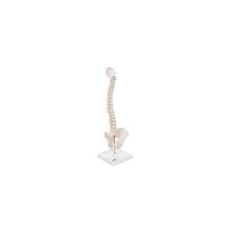 Columna vertebral miniatura, elástica, sobre soporte - 3B Smart Anatomy