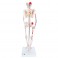 Mini-squelette "Shorty" avec muscles peints, sur pied - 3B Smart Anatomy
