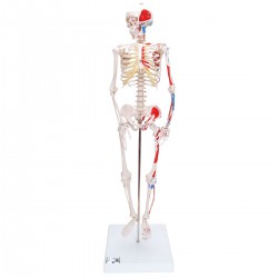 Miniesqueleto “Shorty“ con músculos pintados, sobre soporte - 3B Smart Anatomy