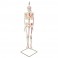 Mini-squelette "Shorty" avec muscles peints, sur un support suspendu - 3B Smart Anatomy