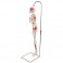 Miniesqueleto “Shorty” con músculos pintados, sobre soporte colgante - 3B Smart Anatomy