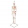 Mini-squelette "Shorty" avec muscles peints, sur un support suspendu - 3B Smart Anatomy