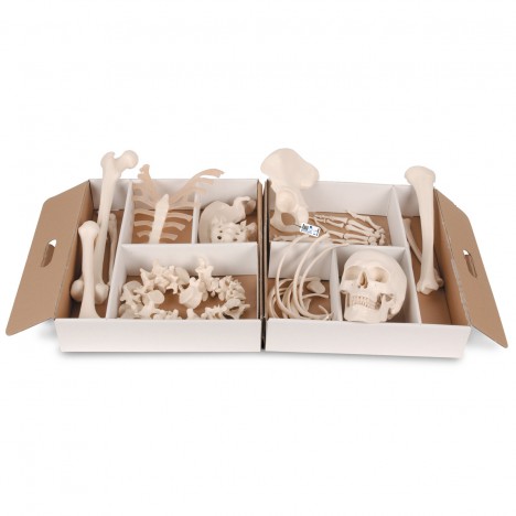 Medio Esqueleto, Desarticulado - 3B Smart Anatomy