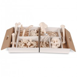 Medio Esqueleto, Desarticulado  3B Smart Anatomy