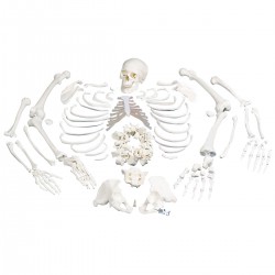 Squelette complet, désarticulé, avec crâne en 3 parties - 3B Smart Anatomy