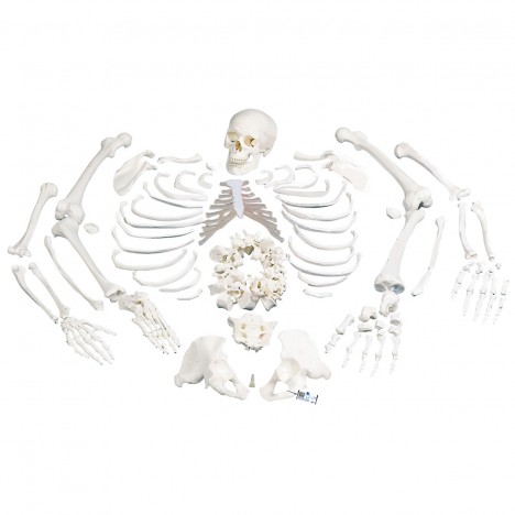 Esqueleto Completo, desarticulado, con cráneo de 3 piezas - 3B Smart Anatomy