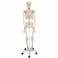 Esqueleto Stan A10 Sobre pie metálico con 5 ruedas - 3B Smart Anatomy