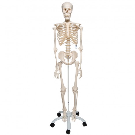 Esqueleto Stan A10 Sobre pie metálico con 5 ruedas - 3B Smart Anatomy