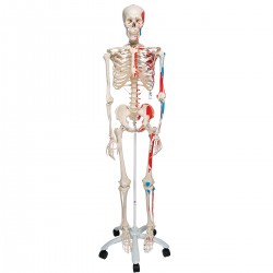Squelette Max A11 Avec muscles et sur pieds métalliques avec 5 roues - 3B Smart Anatomy