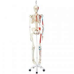 Squelette Max A11/1 avec muscles et suspendu à un pied métallique à 5 roues - 3B Smart Anatomy
