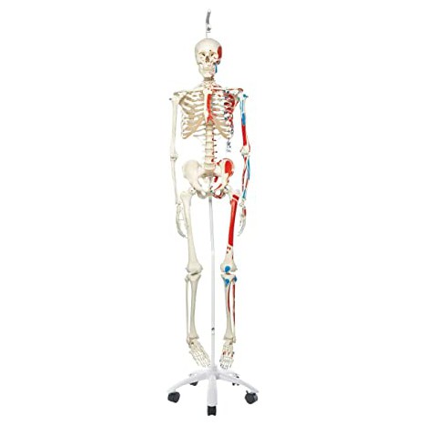 Squelette Max A11/1 avec muscles et suspendu à un pied métallique à 5 roues - 3B Smart Anatomy