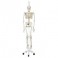 Esqueleto Phil A15/3, el esqueleto fisiológico suspendido de pie metálico con 5 ruedas. - 3B Smart Anatomy