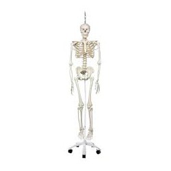 Skeleton Phil A15/3, le squelette physiologique suspendu sur une base métallique avec 5 roulettes. - 3B Smart Anatomy