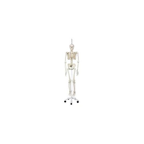 Esqueleto Phil A15/3, el esqueleto fisiológico suspendido de pie metálico con 5 ruedas. - 3B Smart Anatomy